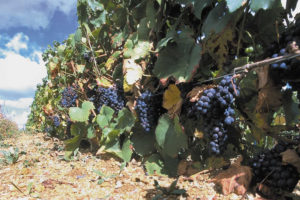 Rangée de vigne avec du raisin rouge mûr