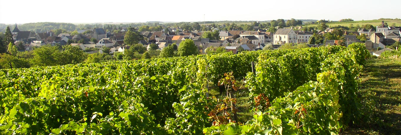 <i class='fa fa-camera' aria-hidden='true'></i> Les vignes autour de la ville