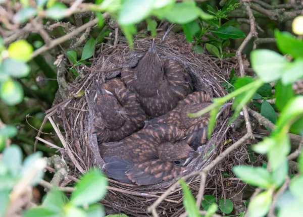Entretien des haies : protégeons nos oiseaux !